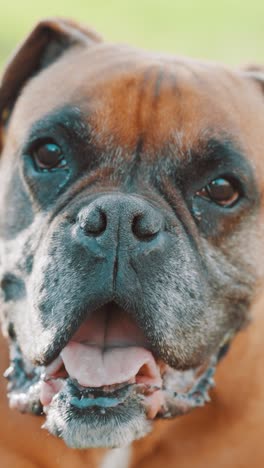 expressive boxer dog showing various facial emotions