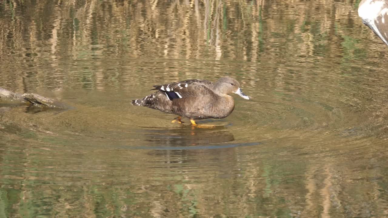 toma cinematográfica de un pato negro africano entra y nada en el agua