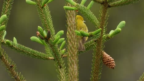 un pequeño pájaro amarillo vuela lejos de una rama