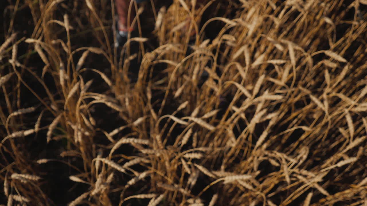 granjero sostiene una hogaza de pan en un campo de trigo 2