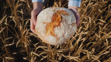 Farmer-holds-a-loaf-of-bread-in-a-wheat-field-2
