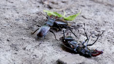 stag beetle deer pushes a crushed dead beetle along the ground