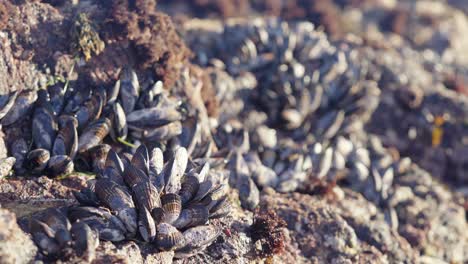 durante la marea baja, los mejillones se agrupan para reducir la exposición individual a la luz solar