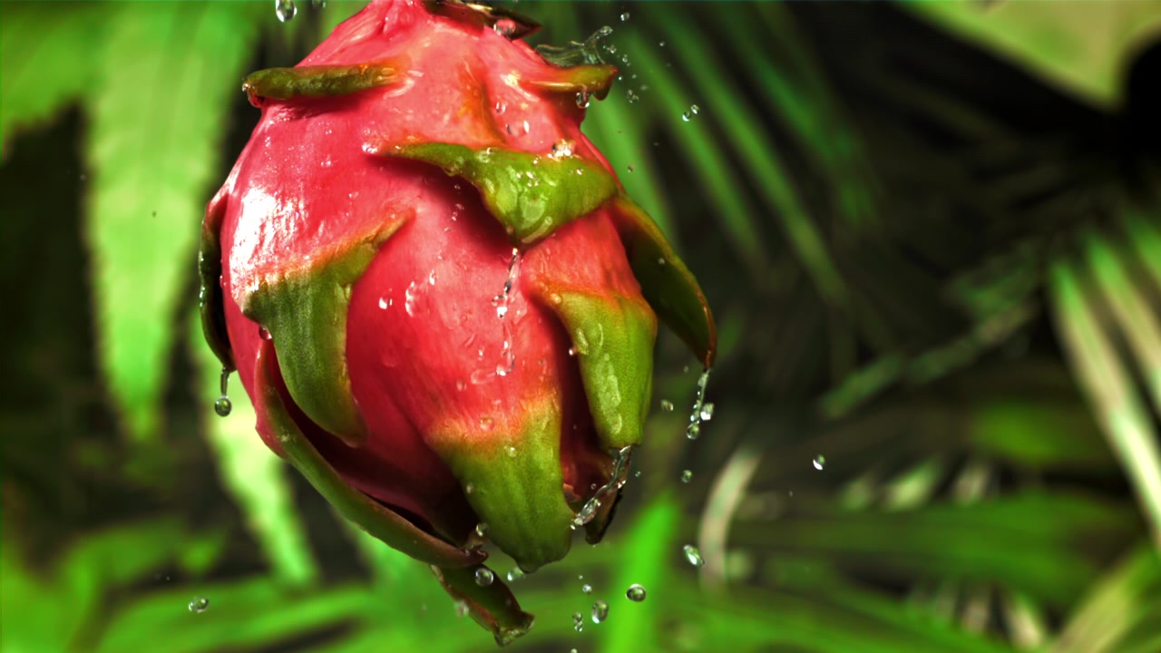 Refreshing Pink Dragon Fruit with Water Droplets in Slow Motion
