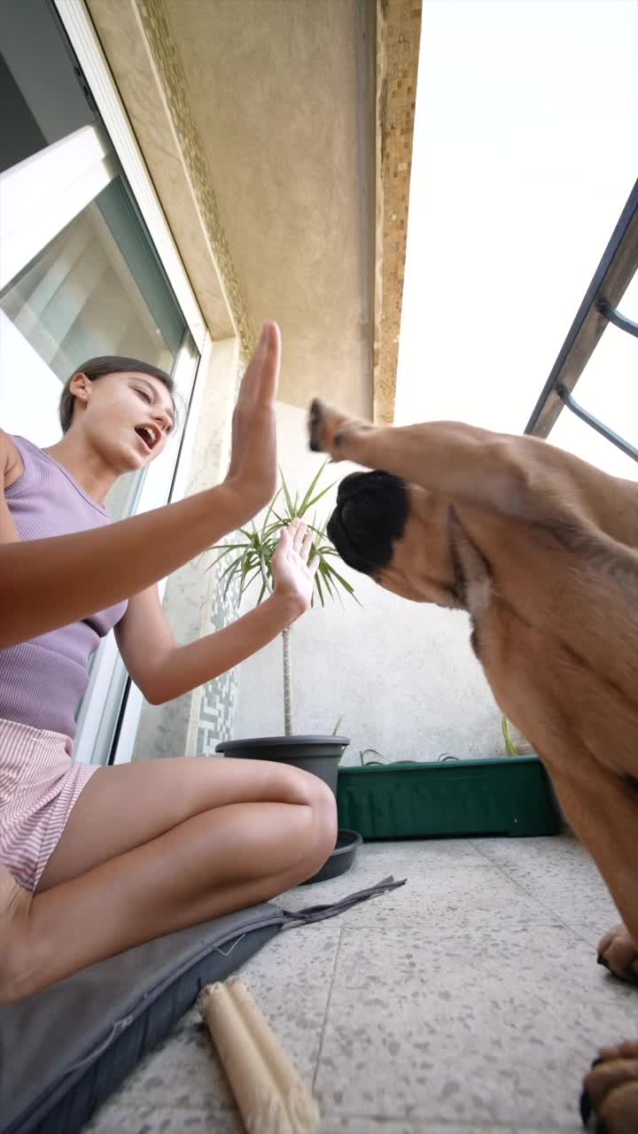 Woman Playing with French Bulldog on Balcony