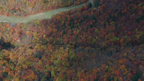 aerial view of autumnal trees in the forest during fall in zao onsen, yamagata city, japan - top-down shot