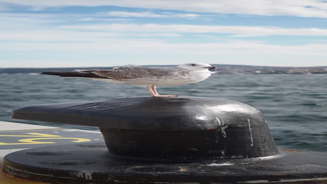 la gaviota de pie en un muelle