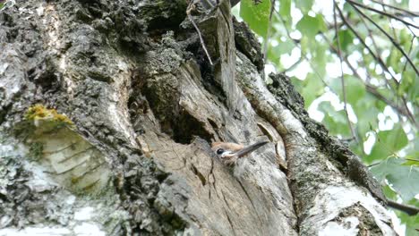 Ein-Wiedehopf-Baby-Steckt-Seinen-Kopf-Aus-Dem-Nest-Und-Wird-Von-Einer-Fliege-Gekitzelt