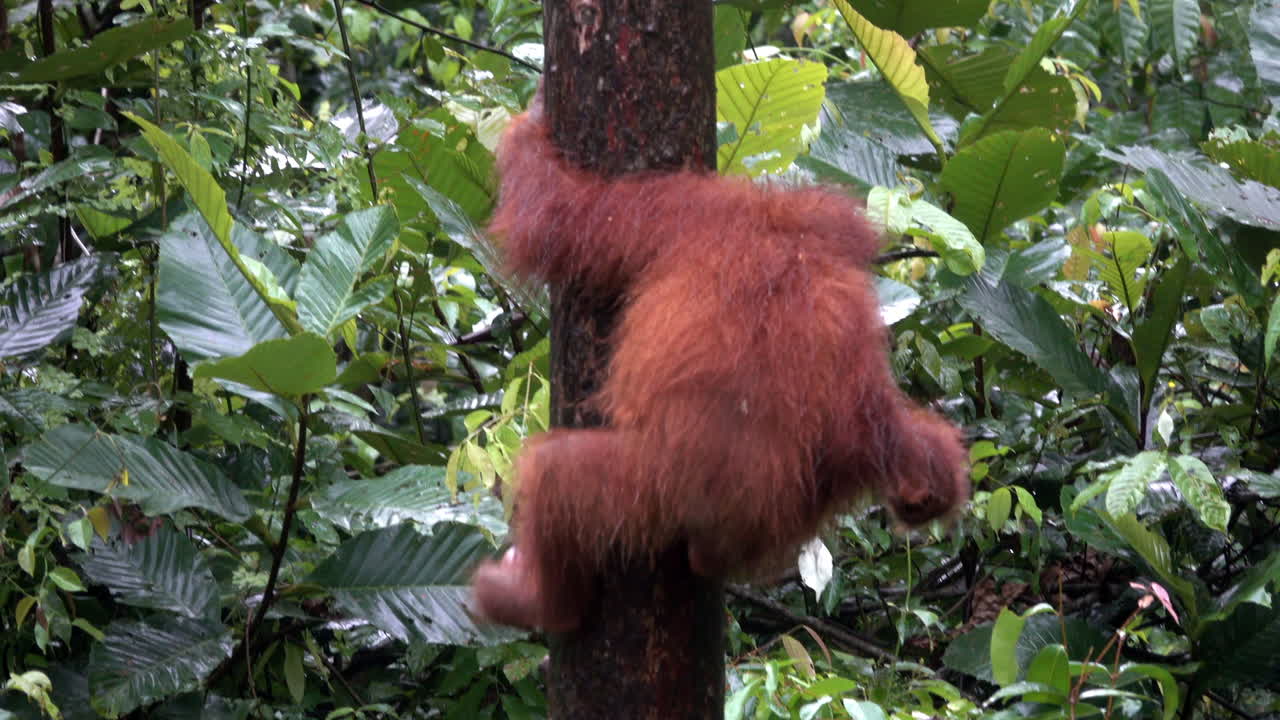 A small orangutan scales a tree in Borneo rainforest.