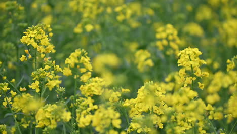 close up footage of blooming rape land in countryside in hungary