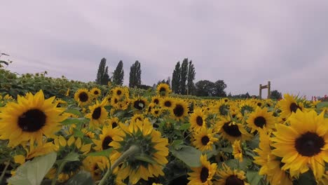 close up of sunflower field