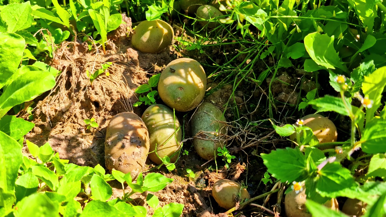 Green potatoes freshly dug from earth in lush backyard vegetable garden