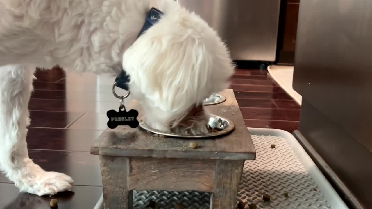 perro maltés comiendo de un tazón de alimentación elevado - cámara lenta