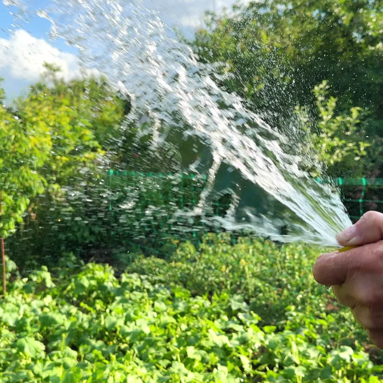 Male hand holding the yellow water hose up. Farmer is watering his vegetable orchard on sunny day
