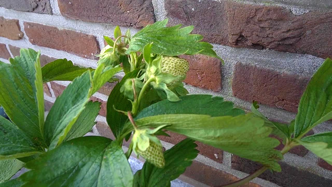 Potted strawberry plant with unripe green strawberries growing on the terras.
