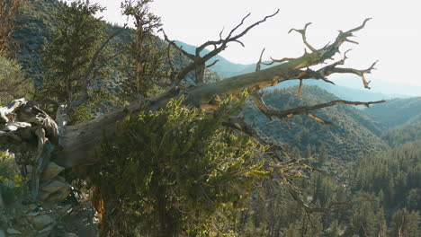 Alter-Baumsturz-Im-Wald-Aus-Grannenkiefern,-Kalifornien,-USA