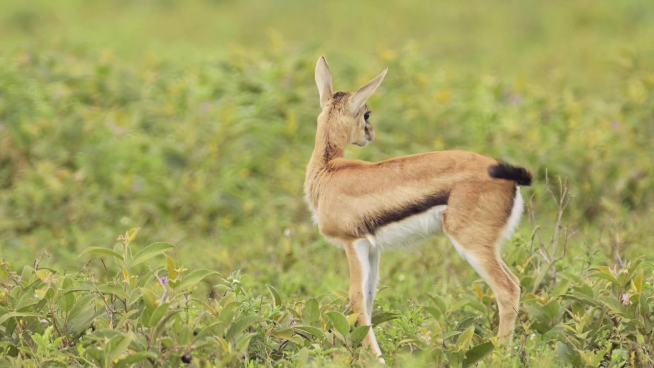 Thomsongazelle in Nationaal Park Serengeti in Tanzania, Afrika, in een savannelandschap tijdens een Afrikaanse wildsafari.