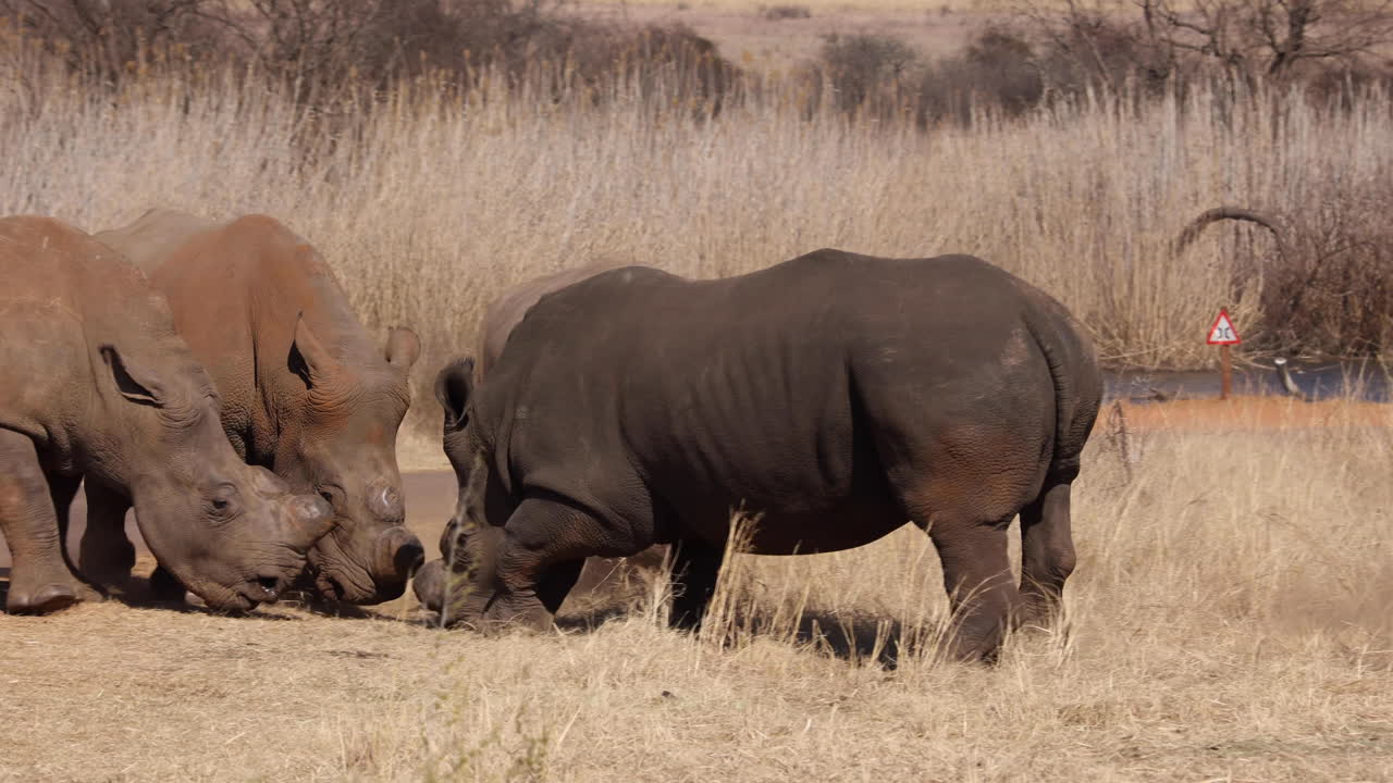 희귀한 영상 백색 코소가 싸우고 다른 백색코소가 공격적으로 공격합니다.