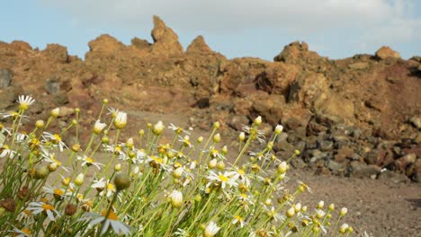 white daisies blooming in teide national park with rock formation in background