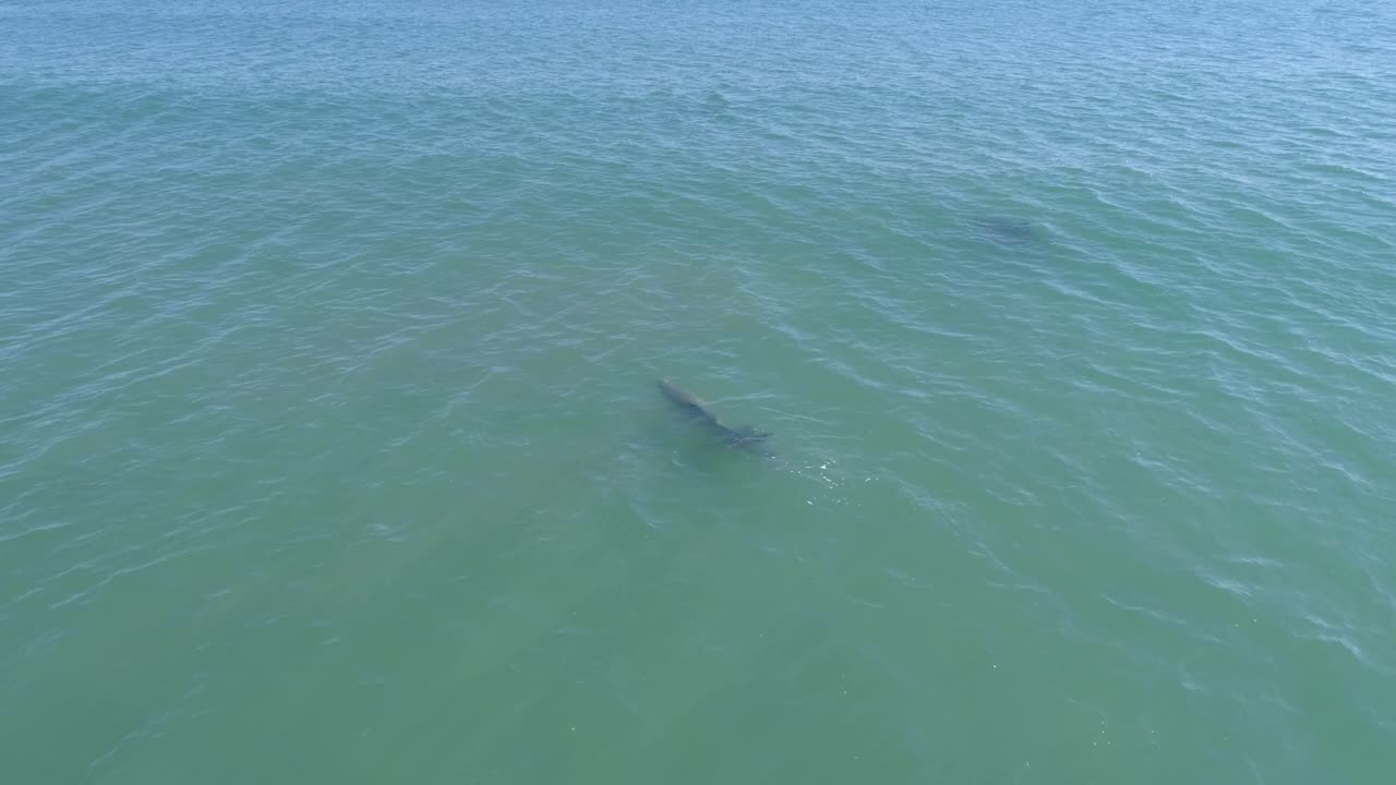 Aerial drone footage of bottlenose dolphins slowly surfacing in green ocean