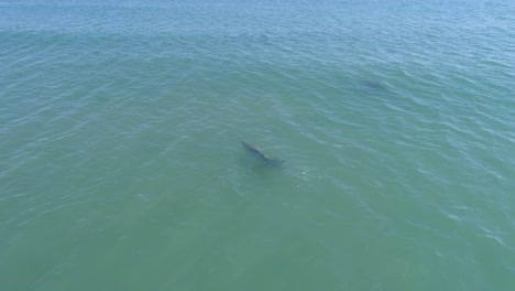 Aerial-drone-footage-of-bottlenose-dolphins-slowly-surfacing-in-green-ocean