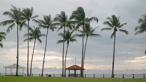 Tanjung-Aru-Beach--Tall-Coconut-Palm-Trees-and-Summer-Pavilions-by-the-Sea-on-Sunset-with-Dramatic-Skyline-At-Shangri-la-Resort,-Kota-Kinabalu