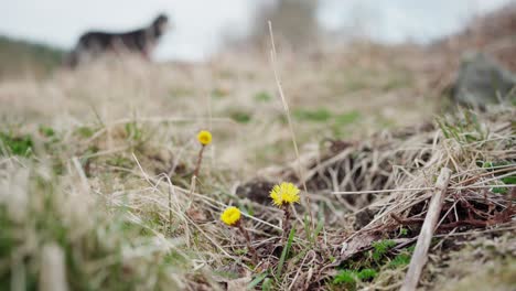 Nahaufnahme-Von-Gelben-Löwenzahnblüten,-Die-Auf-Dem-Feld-Blühen