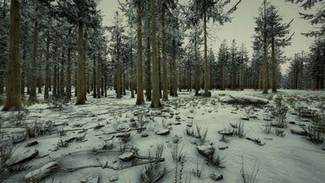 árboles-Altos-En-Los-Casquetes-Nevados-Y-En-La-Niebla