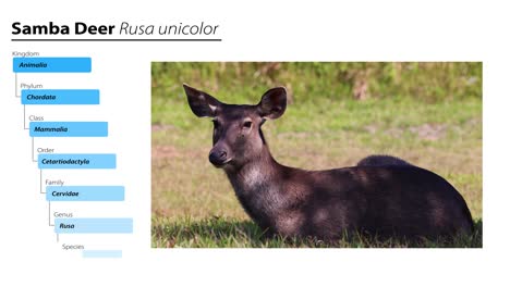 sambar deer taxonomy and classification details