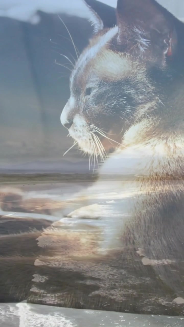 Vídeo vertical: Sol mudando e ondas se movendo no vidro, cutucando gato que pisca, vira e busca calor.