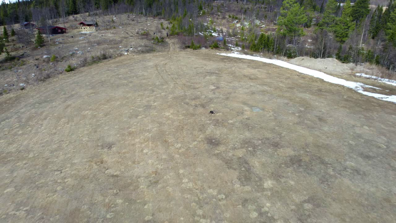 카메라를 향해 달려가는 개의 공중 전망, 노르웨이의 봄 - 뒤로 물러나, 드론 샷