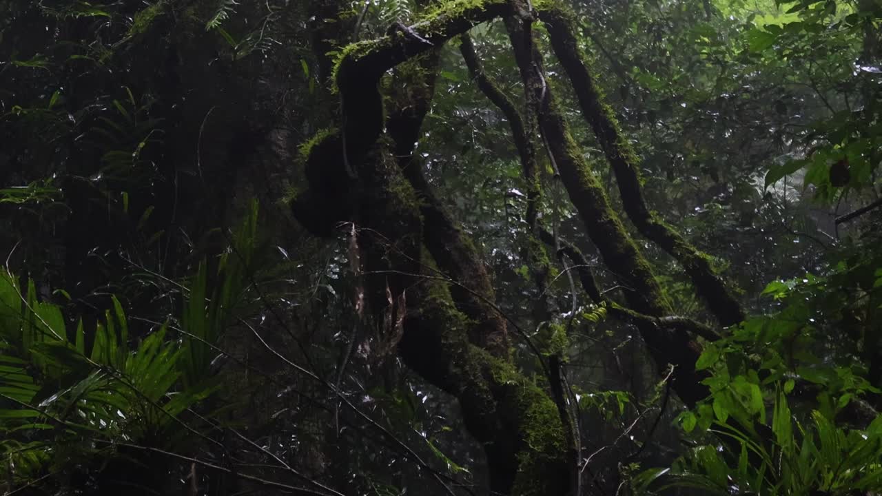 Explore the lush, moss-draped trees and dense foliage of a misty forest environment.