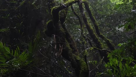 explore the lush, moss-draped trees and dense foliage of a misty forest environment.