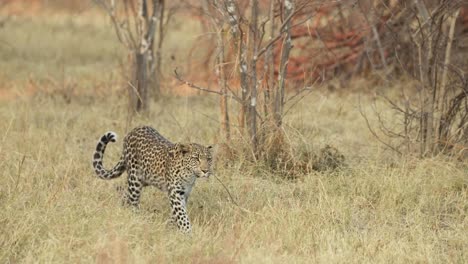 clip en cámara lenta de un leopardo caminando a través de la hierba amarilla a la luz del día, las orejas sacudiendo las moscas, khwai botswana