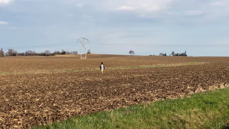 un tipo caminando por un campo del medio oeste de minnesota.