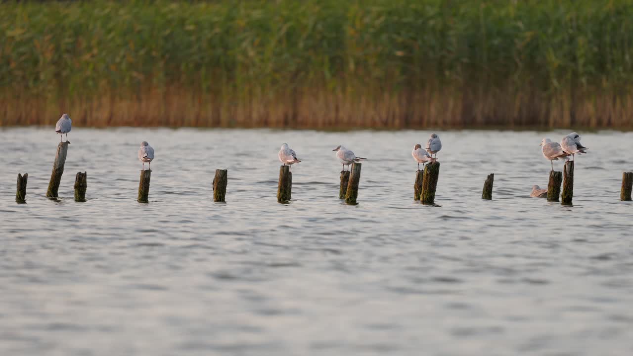 gaviotas sentadas en las estacas de un muelle desmantelado en el medio del río