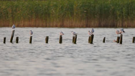 Seagulls-sitting-on-the-stakes-of-a-dismantled-pier-in-the-middle-of-the-river