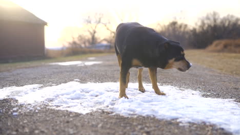 Haustier-Rotweiler,-Der-Schnee-Auf-Der-Farm-Frisst