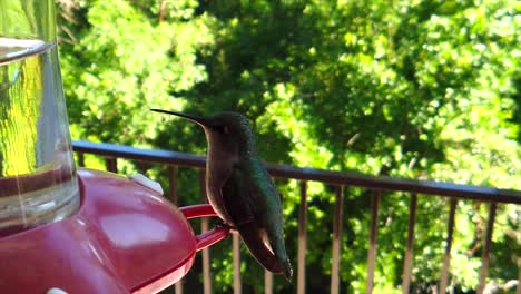 in a backyard in the suburbs, a tiny humming bird with green feathers sits at a bird feeder in slow-motion getting drinks and eventually flying away