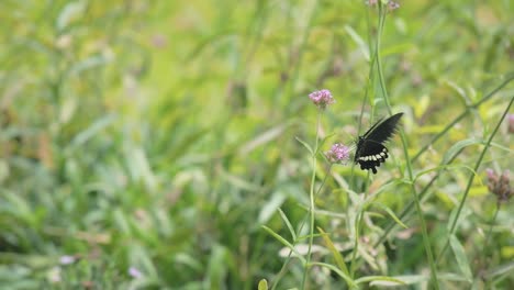 close up shot of a black butterfly in a botanical garden on a purple flower