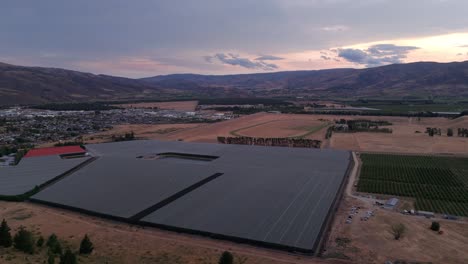 Cherry-orchard-covered-by-nets-protecting-tops-in-Cromwell-Central-Otago-New-Zealand