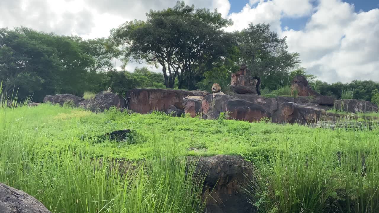 lion drive by on safari
