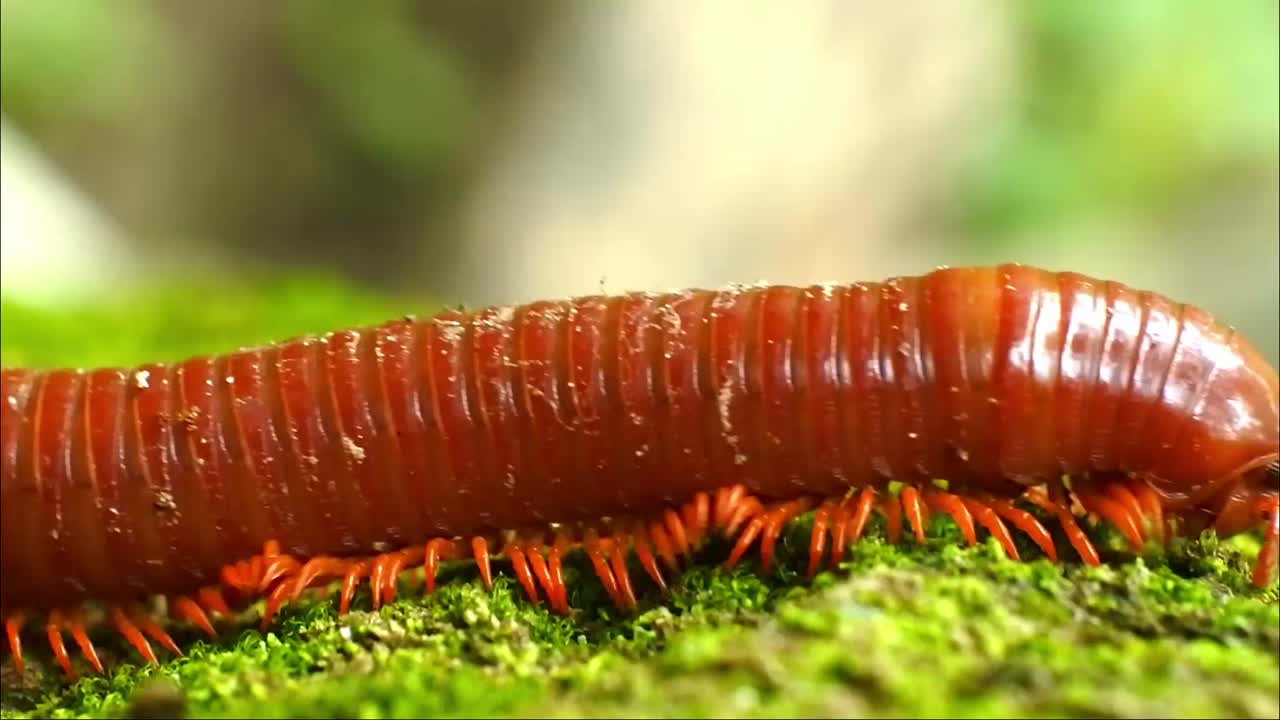 kluwing video en cámara lenta