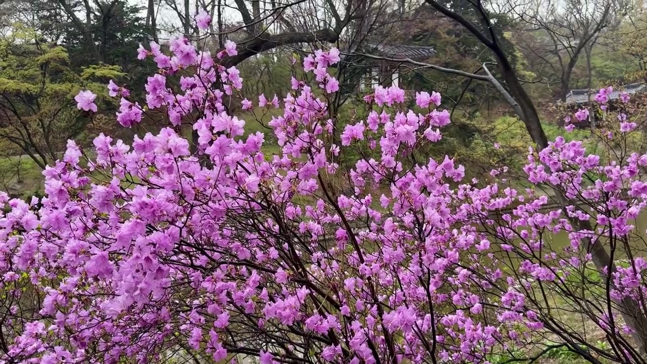 Herkät kevätkukat kukoistavat Gyeongbokgungin palatsin sisällä korostaen sen ikonista korealaista arkkitehtuuria.