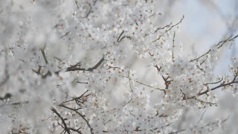 a close-up shot of beautiful, delicate cherry blossoms on the slender dark leafless branches showcasing their intricate details and soft white petals