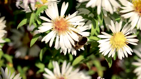 bee on flowers collecting pollen macro closeup-3