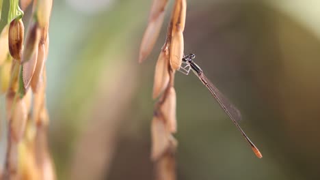 Arroz-Y-Libélula-Temprano-En-La-Mañana-En-La-Provincia-De-Surin,-Tailandia