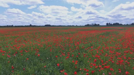 flowering poppies in poppy field-3