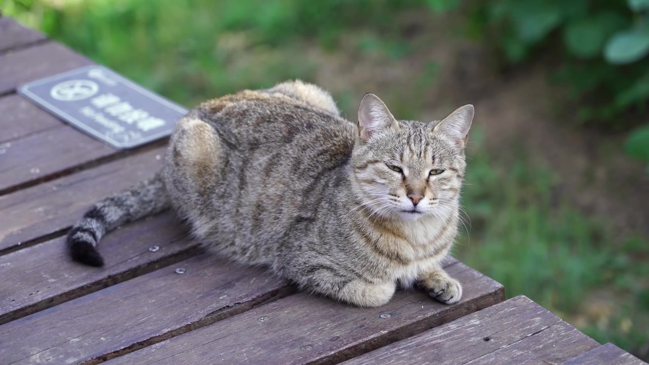 Un gatto randagio si sdraia sulla piattaforma di legno mentre guarda la telecamera 4K50p.