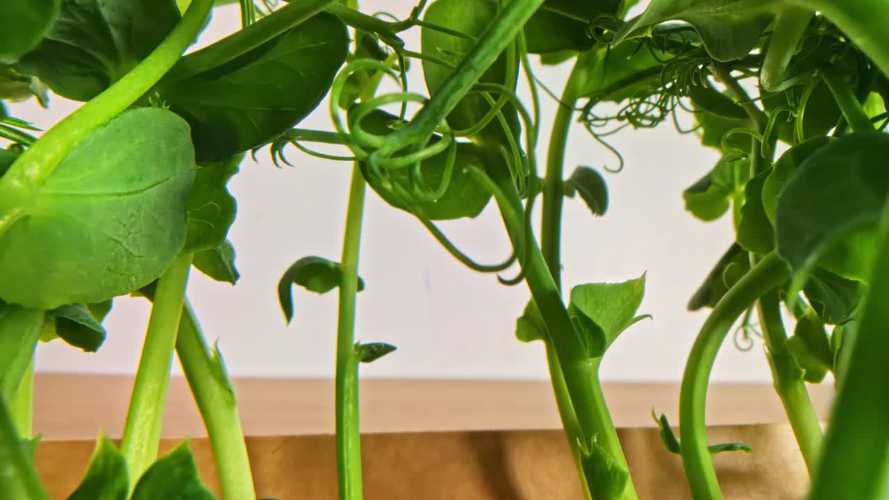 Close-up of fresh green pea plants with sunlight indoors